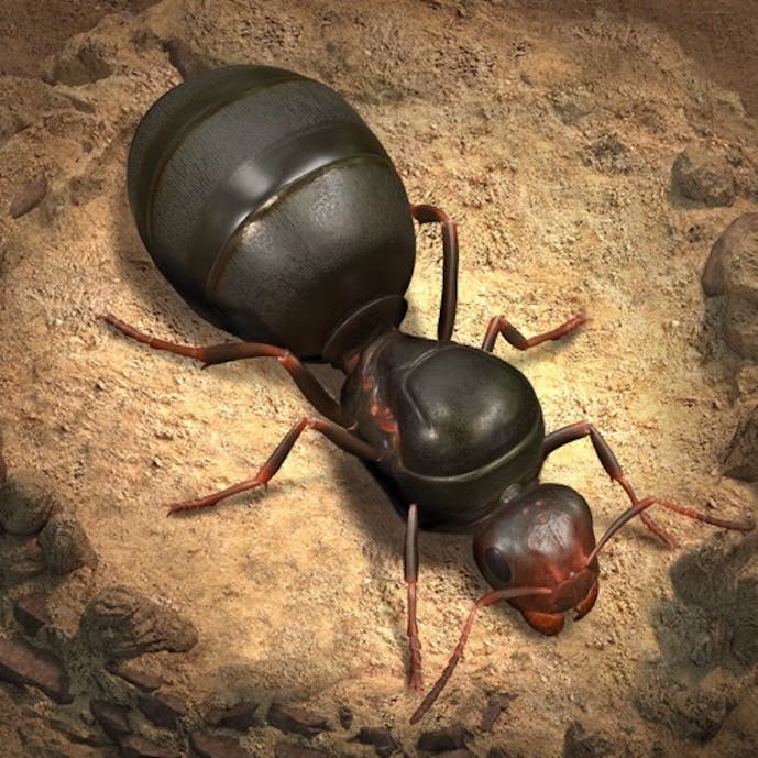 The Ants: Underground Kingdomその1
