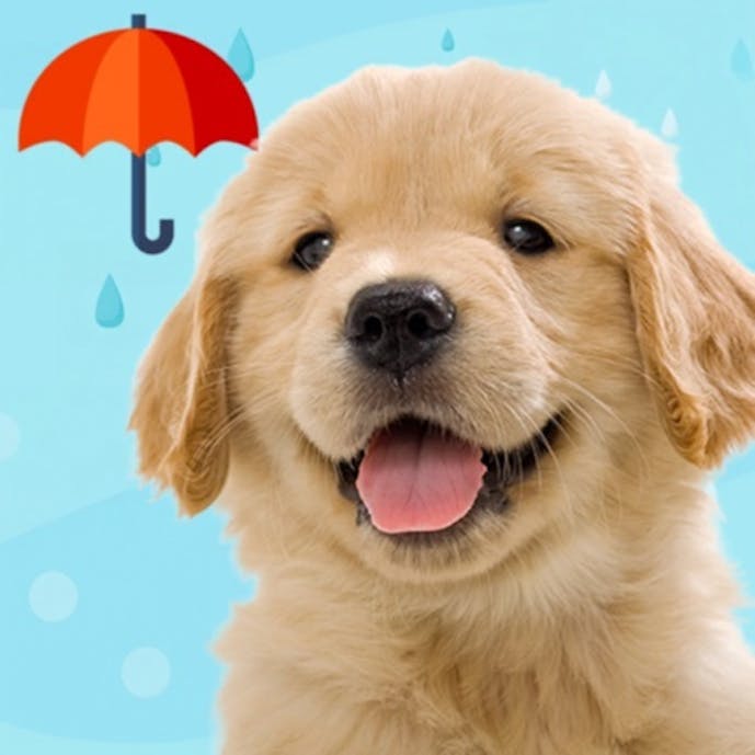 わんこと私 - 子犬のペット育成ゲームその1