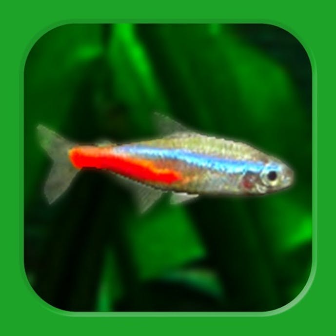 熱帯魚育成「ミニアクア」癒しのアクアリウム体験その1