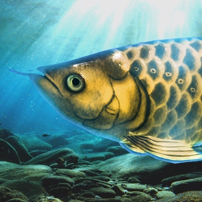 稚魚から育てるアロワナその1
