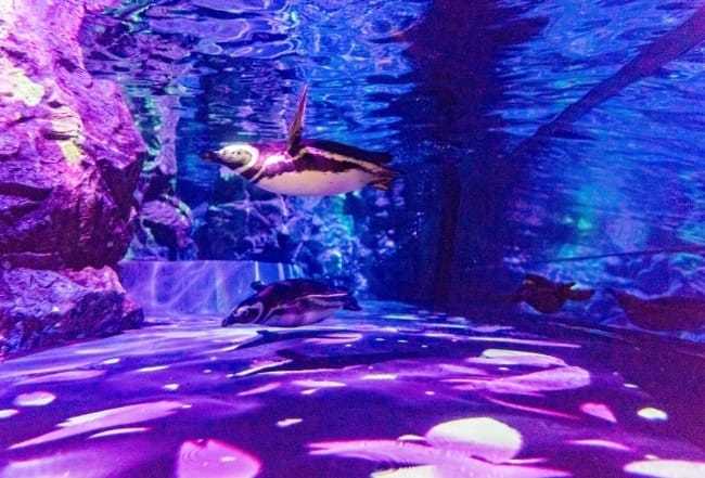 主役はペンギン！？ スカイツリー「...