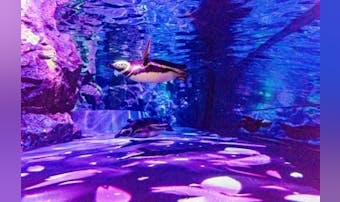 主役はペンギン!? スカイツリー「...