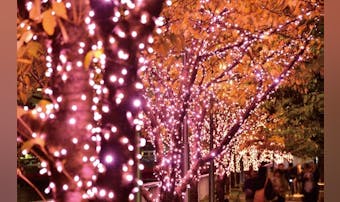 2017-2018年の目黒川イルミネーションは「桜」。季節外れの桜並木が、彼女との思い出を彩ってくれる！