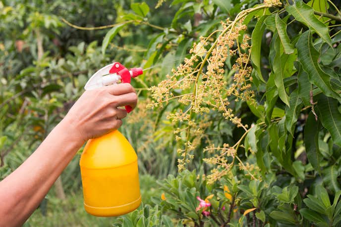 おしゃれ霧吹きボトルのおすすめ10選 観葉植物の水やりに最適な商品とは Smartlog おしゃれ霧吹きボトルのおすすめ10選 観葉植物の水やりに最適な商品とは Smartlog