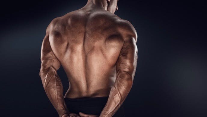 脊柱起立筋ってどんな筋肉なの？