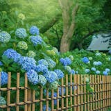 【6月/水無月】時候の挨拶と結びの言葉。例...