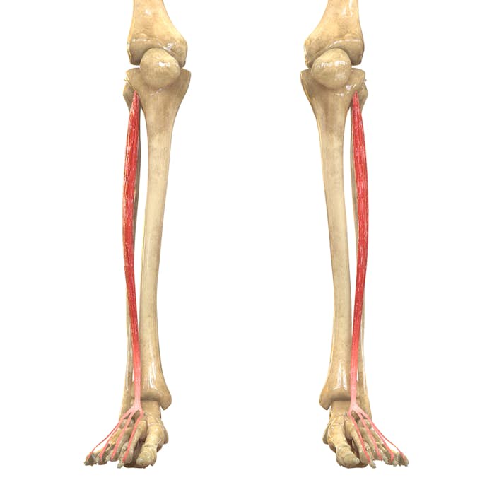 すねの筋肉の名前「長趾伸筋」