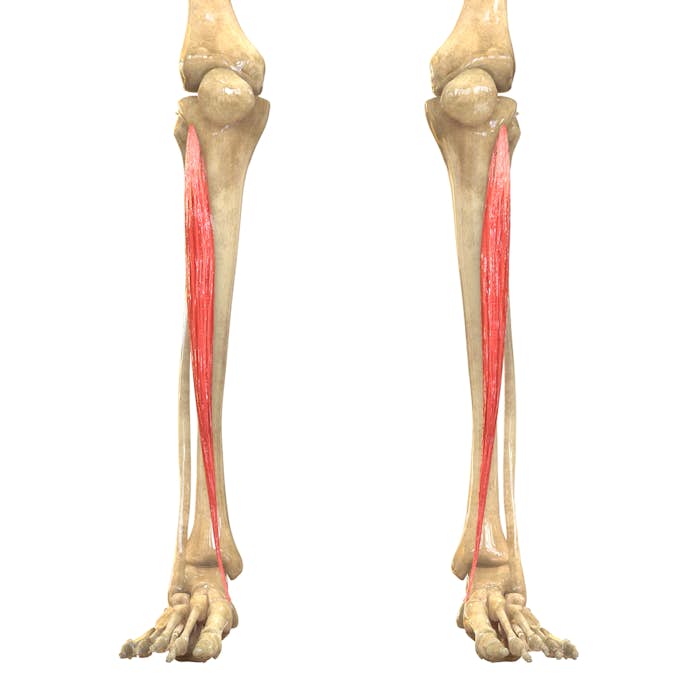 すねの筋肉の名前「前脛骨筋」