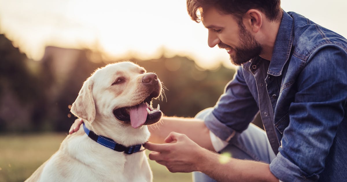 犬系男子の特徴15個 犬系男子の落とし方と相性の良い女性とは Smartlog