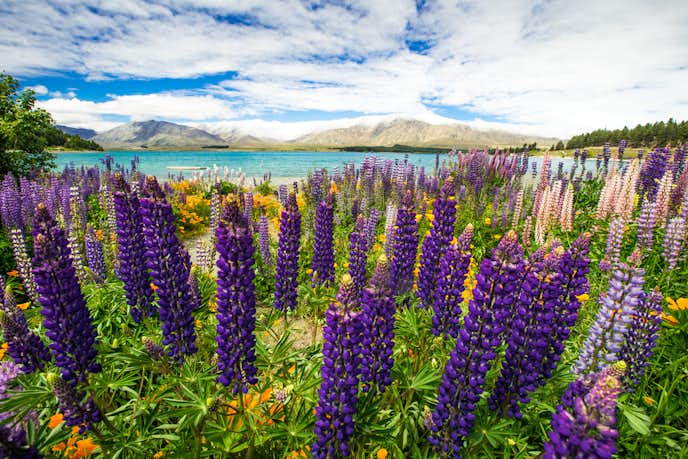 ニュージーランドのおすすめ観光スポットにテカポ湖