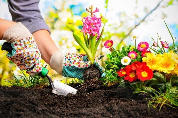 母の日のプレゼントにおすすめの鉢植え特集 おしゃれな多年草ギフトとは Smartlog 母の日のプレゼントにおすすめの鉢植え特集 おしゃれな多年草ギフトとは Smartlog