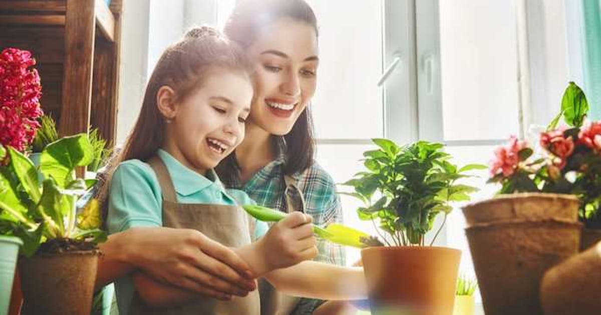 おしゃれな観葉植物のおすすめ15選 リビングなど室内を飾る人気商品とは Smartlog おしゃれな観葉植物のおすすめ15選 リビングなど室内を飾る人気商品とは Smartlog