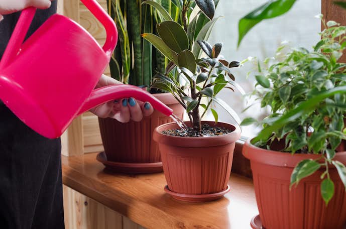 おしゃれな観葉植物のおすすめ15選 リビングなど室内を飾る人気商品とは Smartlog