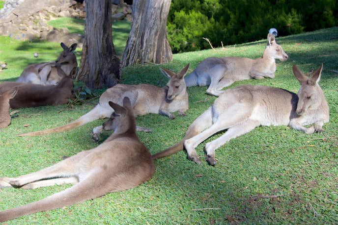 オーストラリアのおすすめ観光スポットにカランビン・ワイルドライフ・サンクチュアリー