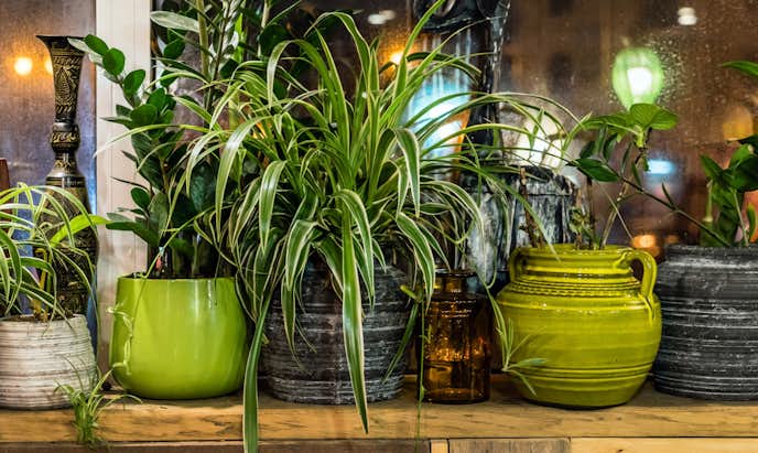 おしゃれな観葉植物のおすすめ15選 リビングなど室内を飾る人気商品とは Smartlog