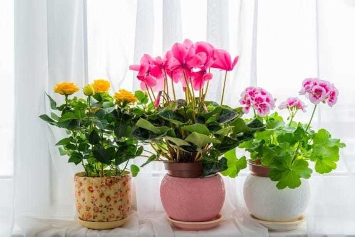 母の日のプレゼントにおすすめの鉢植え特集 おしゃれな多年草ギフトとは Smartlog