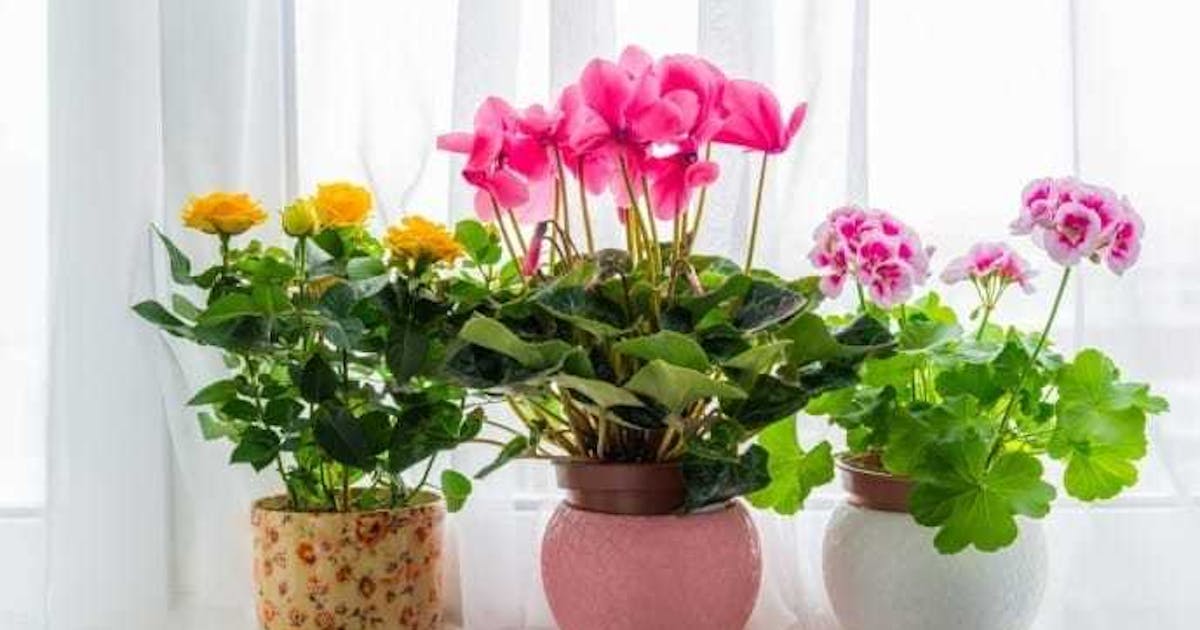 母の日のプレゼントにおすすめの鉢植え特集 おしゃれな多年草ギフトとは Smartlog 母の日のプレゼントにおすすめの鉢植え特集 おしゃれな多年草ギフトとは Smartlog