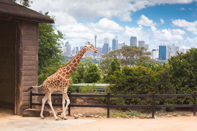 オーストラリアのおすすめの観光スポットにタロンガ動物園