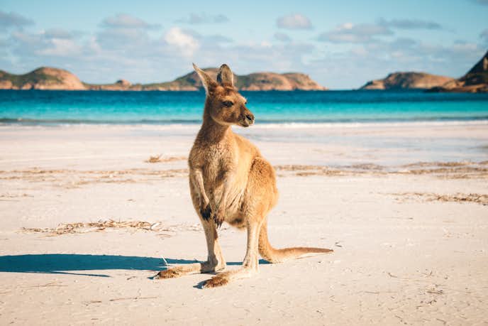 オーストラリアのおすすめの観光スポットを大公開