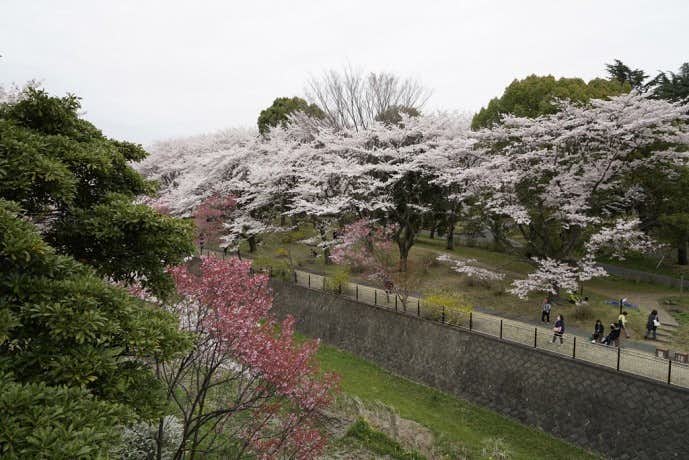 春デートのおすすめスポット「国営昭和記念公園」