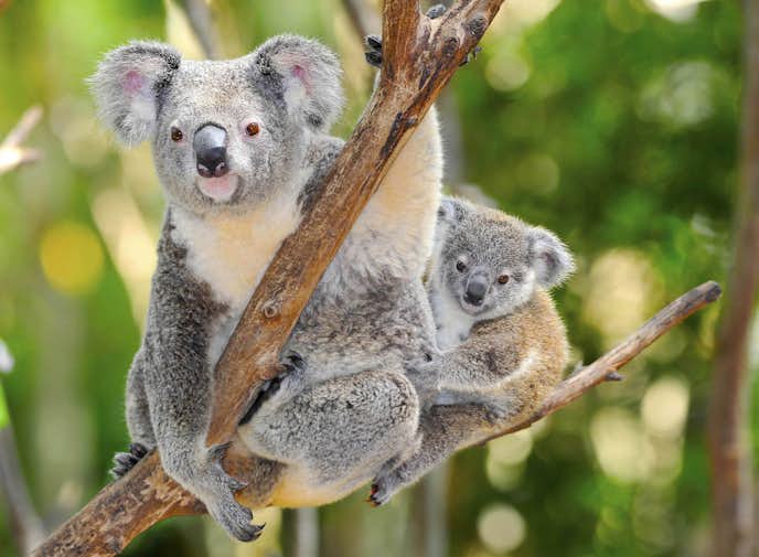 オーストラリアのおすすめの観光スポットにワイルドライフ動物園