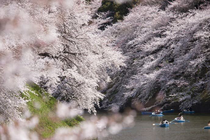 春デートにおすすめスポット「上野恩賜公園」