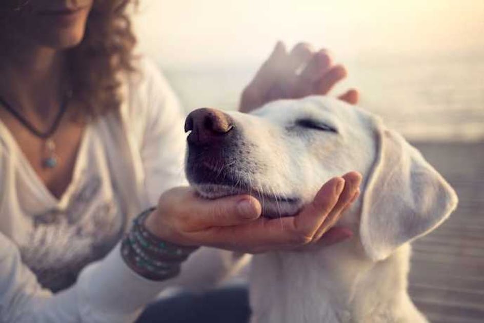 犬好きにおすすめの人気婚活パーティー4選 同じ趣味での出会い方とは Smartlog