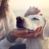 犬好きにおすすめの人気婚活パーティー4選。...