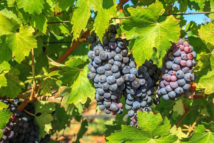 名物ワイナリー巡りも。ソノマ観光で...