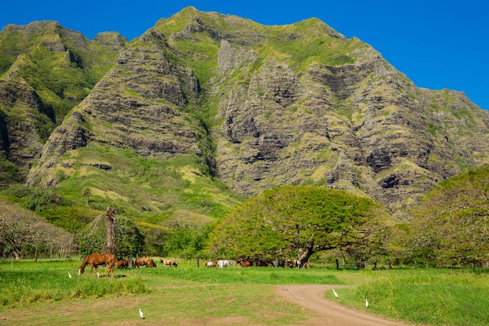 ハワイのおすすめ観光スポット「クアロア牧場」
