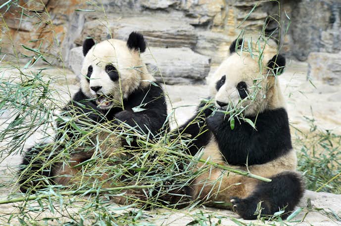 中国おすすめの観光スポット「北京動物園」