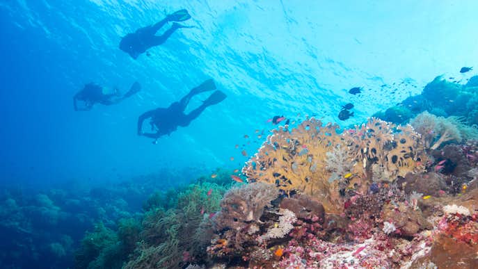 フィリピンでおすすめの観光地はトゥバタハ岩礁自然公園