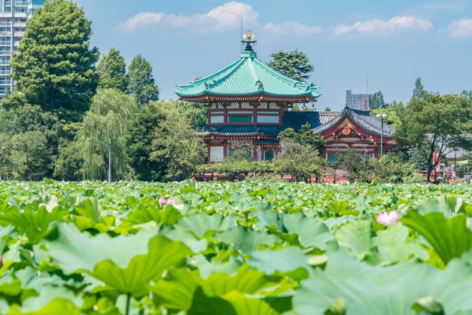 上野でおすすめの観光地は不忍池