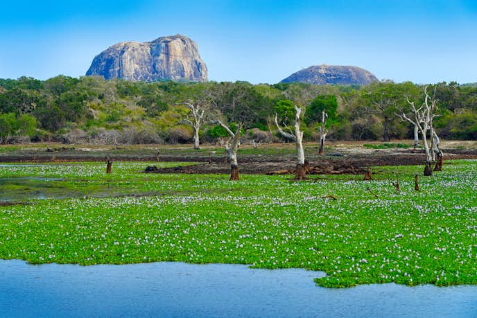 スリランカでおすすめの観光地はヤーラ国立公園