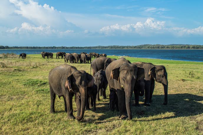 スリランカでおすすめの観光地はミンネリヤ国立公園