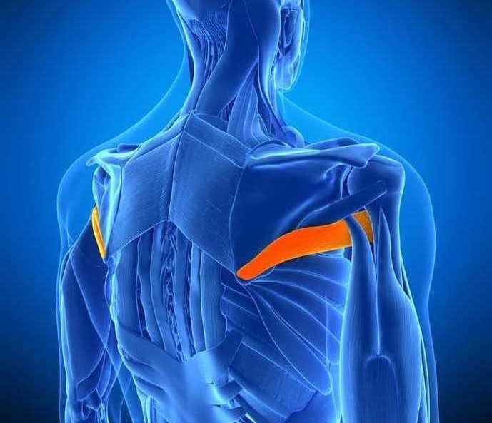 背中のストレッチ方法 背筋を伸ばす簡単で効果的な柔軟体操メニューとは Smartlog 背中のストレッチ方法 背筋を伸ばす簡単で効果的な柔軟体操メニューとは Smartlog