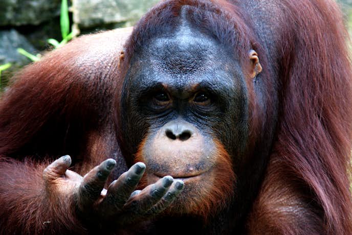 インドネシアでおすすめの観光地はスラバヤ動物園
