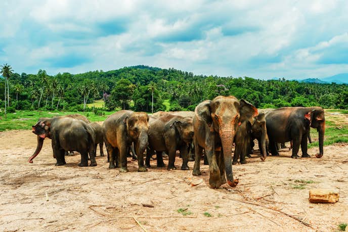 スリランカでおすすめの観光地はピンナワラの象の孤児院