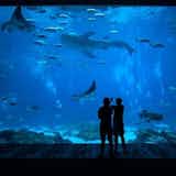 水族館デートへ付き合う前＆初デートで行くと恋が加速する「7つの理由」