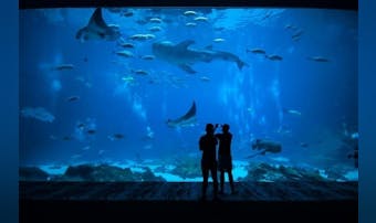 水族館デートへ付き合う前＆初デートで行くと恋が加速する「7つの理由」