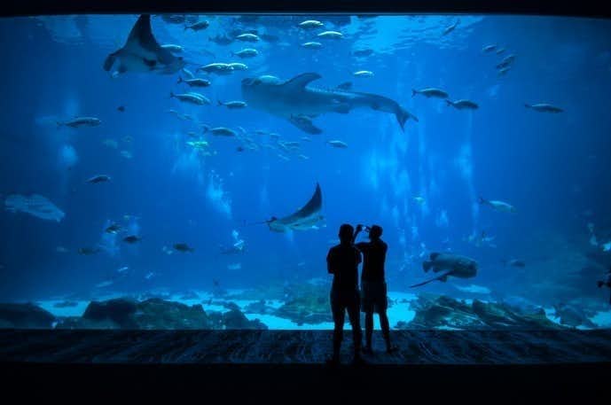 水族館デートへ付き合う前に行くと恋が加速する 7つの理由 Smartlog 水族館デートへ付き合う前に行くと恋が加速する 7つの理由 Smartlog
