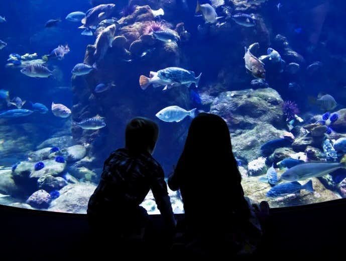 水族館デートへ付き合う前に行くと恋が加速する 7つの理由 Smartlog
