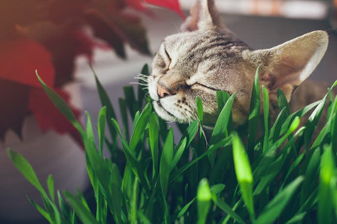 猫草の効果や必要性とは ペットに最適なおすすめ人気ランキングも解説 Smartlog