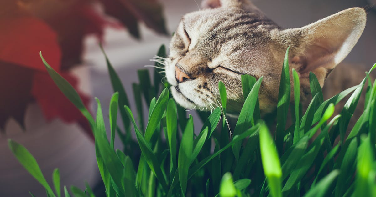 猫草の効果や必要性とは ペットに最適なおすすめ人気ランキングも解説 Smartlog 猫草の効果や必要性とは ペットに最適なおすすめ人気ランキングも解説 Smartlog