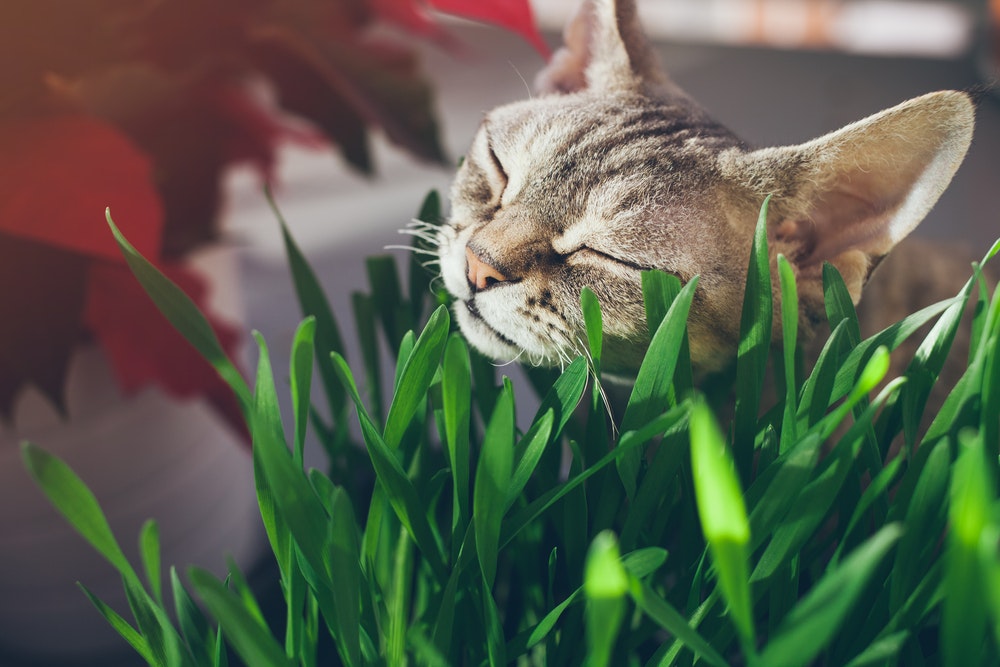 猫草の効果や必要性とは？ペットに最適なおすすめ人気ランキングも解説！ | セレクト by Smartlog