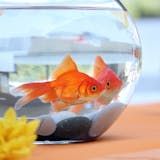 【おしゃれ】金魚鉢の人気おすすめ比較|飼育...