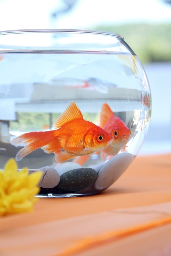 おしゃれ 金魚鉢の人気おすすめ比較 飼育する時の注意点も解説 Smartlog