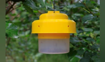 コバエ取りのおすすめ14選。コバエ...