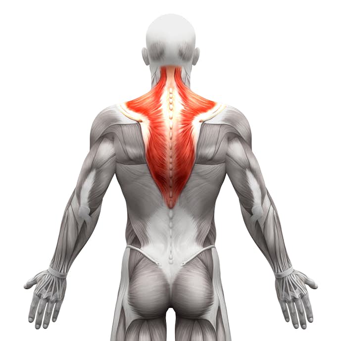 背筋の効果的な筋トレメニュー 背中の筋肉を部位別に鍛えるトレーニング方法とは Smartlog