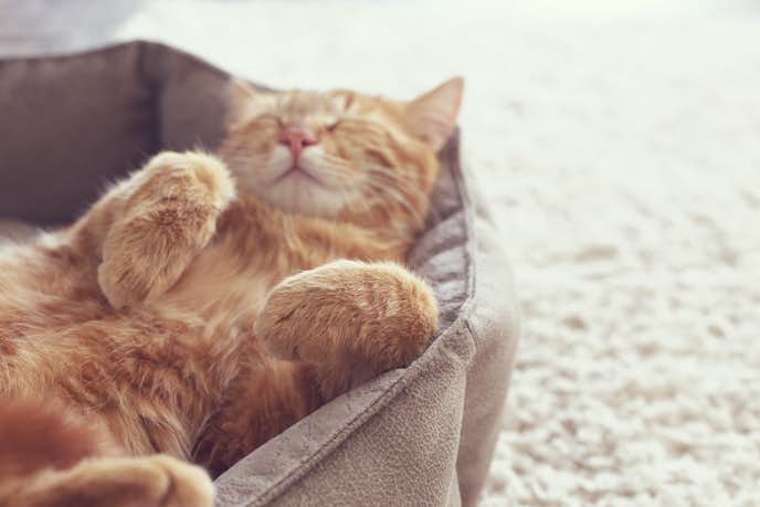 猫用ベッドのおすすめ19選 おしゃれでかわいい人気売れ筋商品とは セレクト By Smartlog